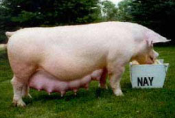 swine image 3.jpg